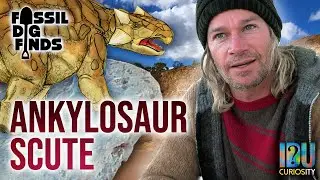 Opalised Ankylosaur Scute - Fossil Dig Finds at Lightning Ridge
