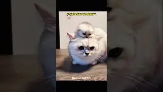 The last one ☠🤯 | #trending #scary  #edit #cat #trollface #troll