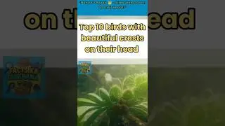 Top 10 birds with beautiful crests on their head 🦚🐦&zwj;🔥🦩