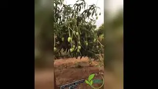 organic mango trees