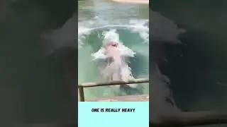 Hippo Zippo pun video