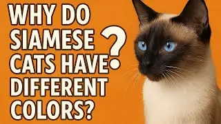 Why Do Siamese Cats Have Different Colors?