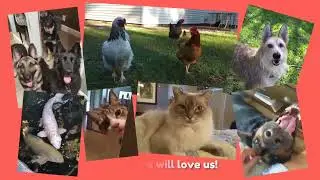 Welcome to FurBabies Home Pet Care!