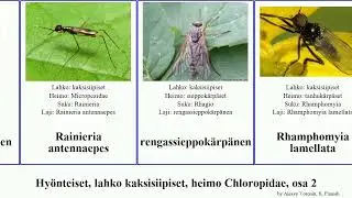 Hy&ouml;nteiset, lahko kaksisiipiset, heimo Chloropidae, osa 2 neophyllomyza suillia featuring insect