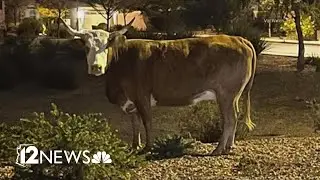Cows in Gilbert cause a nuisance for neighbors