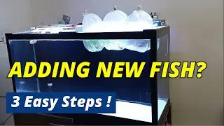 How to Add New Fish to an Aquarium Safely | Fish Acclimation Step by Step