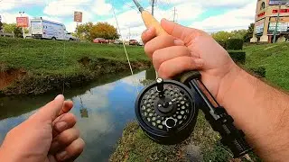 Top Water Fly Fishing Urban Ditch for ANYTHING