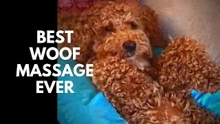 Natural Dog Remedies: Ease Your Dog's Anxiety and Stiffness with Massage - Earth Clinic's Guide