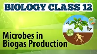 Microbes in Biogas Production - Microbes in Human Welfare - Biology Class 12