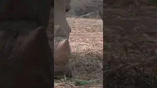 Rhino Horns: The Hairy Truth!