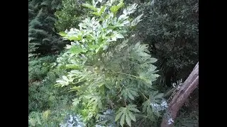 Fatsia trees give a Tropical look in a Northern Climate