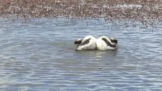 This Courtship Dance Is Bizzare But Very Necessary