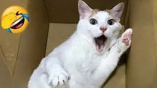Funniest Cats Ever! 😂 Try Not to Laugh Challenge (Impossible!) PART 8