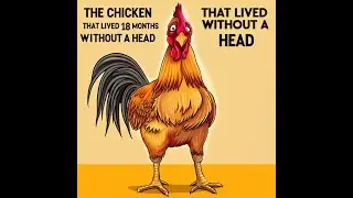 The Chicken That Lived 18 Months Without a Head