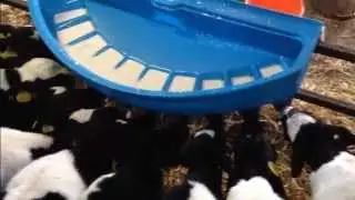 JFC Manufacturing - 10 Teat Calf Feeder