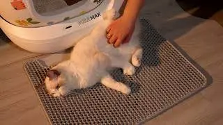 PAWSROOM Cat Litter Mat