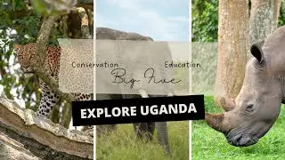Africa&rsquo;s Big Five Animals: What Are They? | Uganda Wildlife Authority