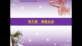 生理解剖學 第5章  骨骼系統 1 骨骼組織  複習  魏銘政醫師 20200329 錄音