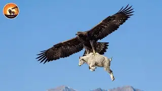Unbelievable Eagle Hunt That Defy Nature | Wild Animals