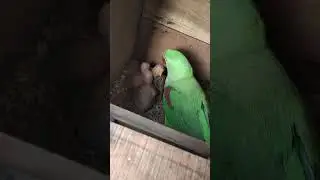 My Home-Bred Green Cheek Parrot Feeding | Cute Parrot Moments#GreenCheekParrot #ParrotFeeding