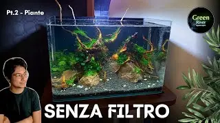 PIANTE in un acquario SENZA FILTRO - episodio 2