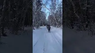 Саха сылгыта / Якутская лошадь / Yakut horses
