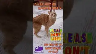 Why Does My Cat TRIP ME UP?! #catfacts #shorts