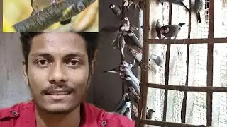 visit 100 pair Java bird breeding farm / monthly income 15/20 thousand
