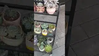 The owner of this store is very fond of succulents. Look, there are so many of them!  #succulent