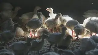 VERIFY: Yes, there is a bird flu vaccine