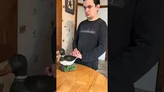 Animated Max Mallard, talking decoy brakes on camera ￼