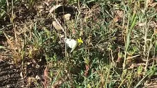 クレイマーアイシロチョウEuchloe crameri (Western Dappled White) 2023/05/01 Mirador del alto de Hondonero Spain