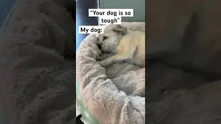 😭😭 #post #dog #puppy #funny #post