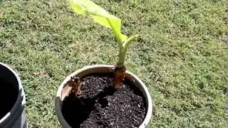 Banana Trees in Arizona.