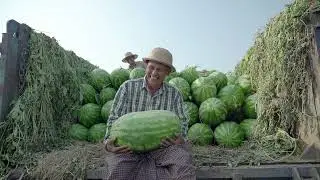 Success Story of Watermelon Farmer - Ko Aung Thura