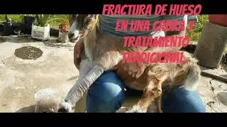 Fractura de hueso en una cabra