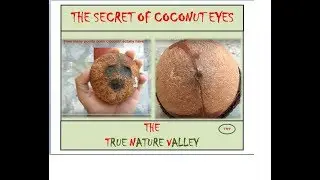 THE SECRET OF COCONUT EYES
