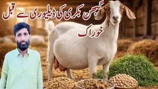 Feeding Before Delivery | Best Diet for Pregnant Goat in Last Month | Goat farming