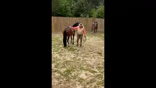 Round Pen day for T the Mustang 4 #horsetraining #wildhorseandburro #blmmustang #naturalhumanship