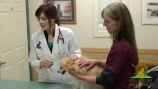 Dog tooth brushing - Dr. Caldwell for Pets Best Insurance