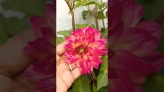 Beautiful dera flower #beautiful #dera #flowers #supportme #subscribe @Meharsyed14397@SYED6124