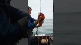 The Battle for the Giant Seahorse 🎣💥 It didn't want to come up! 🌊