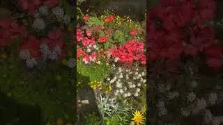 Ye footpath aur ye flower #shorts #hobart #tasmania #australia