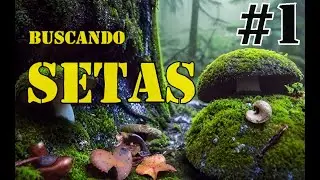 BUSCANDO SETAS 🍄#1 |  Mini Documental de #setas