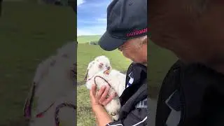 72 Hours Old  A Baby Lamb's First Magical Days on Earth #cutefarmanimal #animals #cute