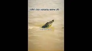 Harike patan #flood #viral