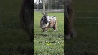 Why I chose this Billy Goat