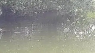 Carp feeding on dog biscuits