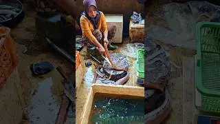Bersihin Belut Cepet Bgt di Pasar Graha
