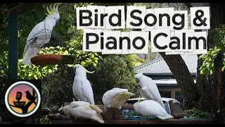 Peaceful Bird Feeder Moments | Birds & Piano Calm
